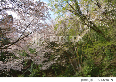 山桜 92689819