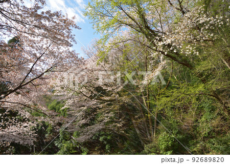 山桜 92689820