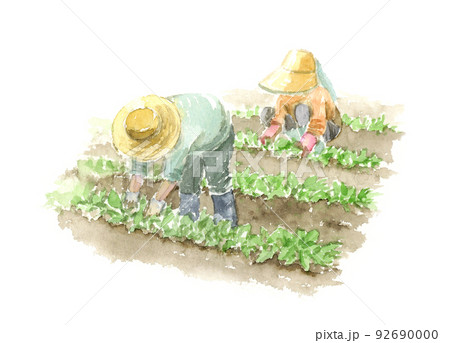 畑で野菜作りをする夫婦の水彩イラスト　野菜の収穫　間引き 92690000