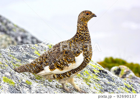 ライチョウ	 92690137