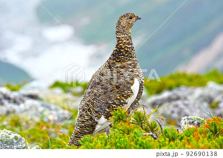 ライチョウ	 92690138