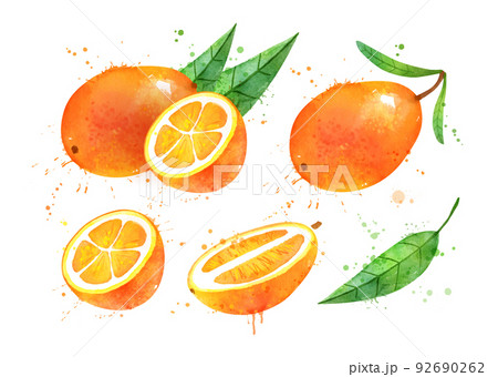 Watercolor vector illustration of Kumquat fruit 92690262