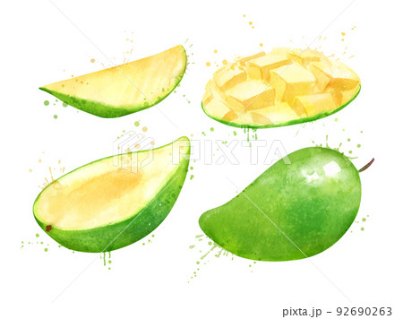 Watercolor vector illustration of green mango fruit 92690263