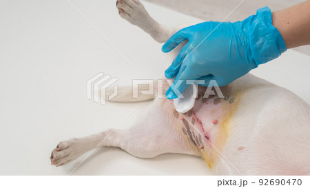The veterinarian treats the dog's suture after a surgical operation.  92690470