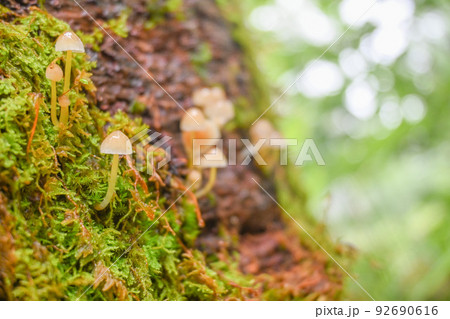 北アルプスの登山道の脇の木に大きく成長する野生きのこ　苔とキノコ　自然豊かな日本の山 92690616