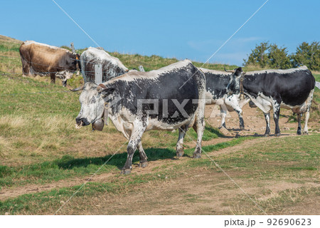 Cows of Vosges breed descending from mountain to go milking. 92690623