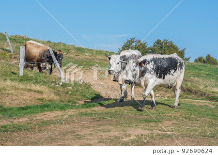 Cows of Vosges breed descending from mountain to go milking. 92690624