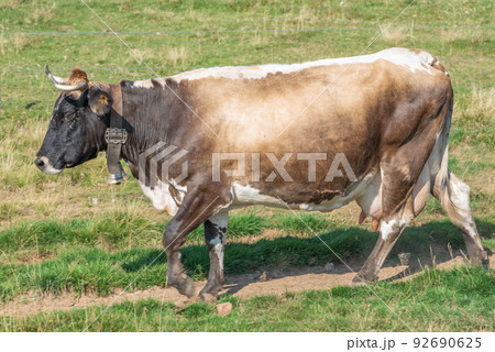 Cows of Vosges breed descending from mountain to go milking. 92690625