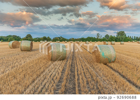 Straw rolls in field of harvested cereals. 92690688