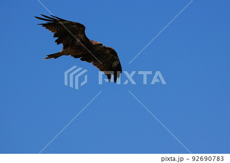 獲物を狙う鳶 92690783