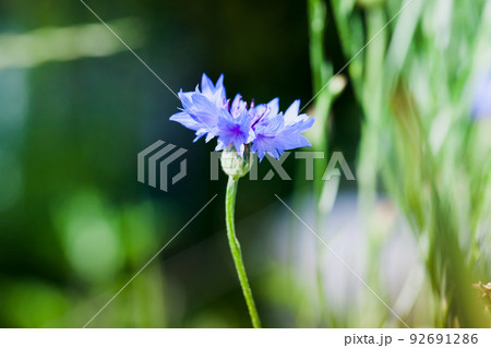 Cornflower macro photo with soft selective focus Cornflower macro photo with soft selective focus 92691286