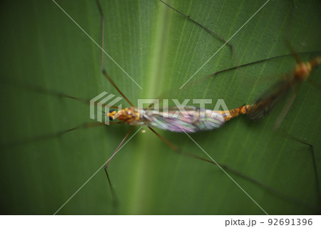 バグ 昆虫 苦悩 92691396