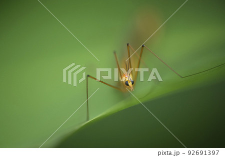 バグ 昆虫 苦悩 92691397
