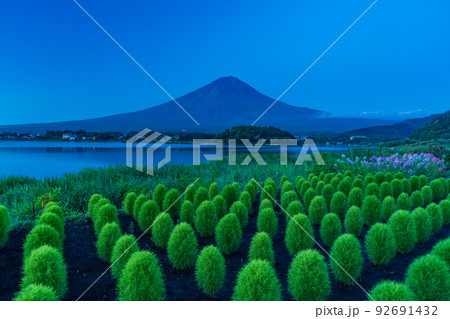 （山梨県）河口湖大石公園　夏のコキアと富士山　夜明け前 92691432