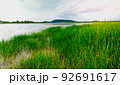 Lepironia articulata field with lake and nature landscape background. 92691617