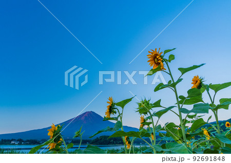 (山梨県)河口湖・大石公園のヒマワリと富士山 (山梨県)河口湖・大石公園のヒマワリと富士山 92691848