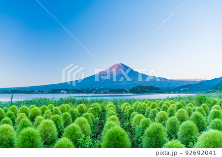 （山梨県）河口湖大石公園　夏のコキアと富士山　夜明け 92692041