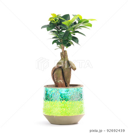 観葉植物、キジムナーが宿るガジュマルの鉢植え【白背景】 92692439