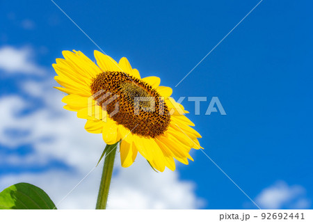ヒマワリ 92692441