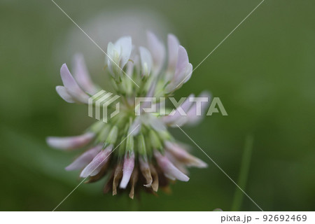 農園 はたけ プランテーション 92692469