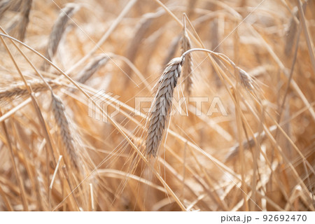 ripening rye ears in sunlight close up ripening rye ears in sunlight close up 92692470