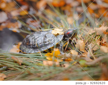 Small turtle crawling through the fallen autumn leaves 92692620