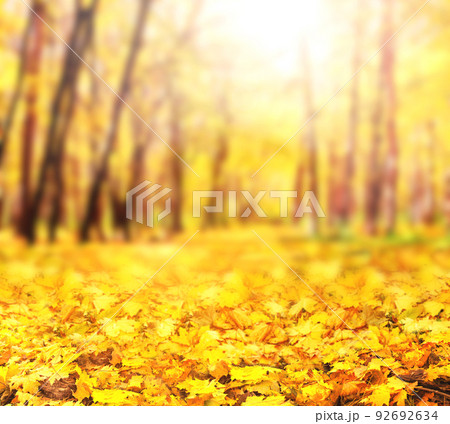 Fall season. Blurred background with autumn forest. Sunny fall backdrop with fallen maple leaves Fall season. Blurred background with autumn forest. Sunny fall backdrop with fallen maple leaves 92692634