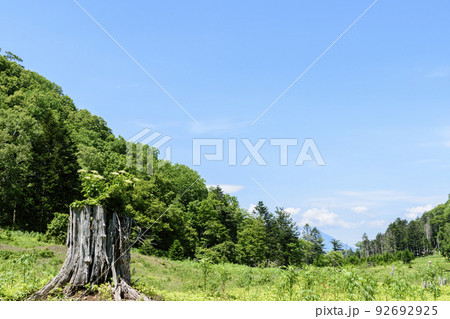 北海道　洞爺湖　中島を散策 92692925