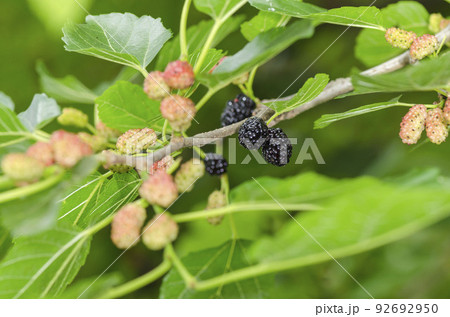 桑の実 桑の実 92692950