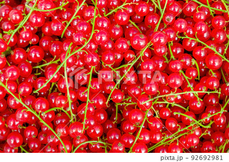 Red berry background. Clusters of red currants fill the entire image Red berry background. Clusters of red currants fill the entire image 92692981