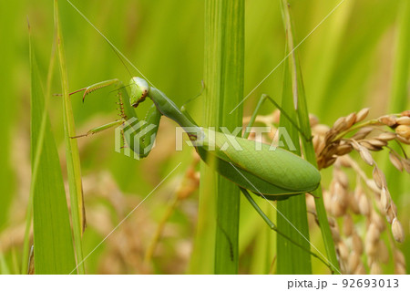 稲に止まるムネアカハラビロカマキリ 92693013