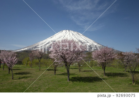 早春の羊蹄山 早春の羊蹄山 92693075