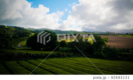 View to tea fields at Sao Miguel island, Azores, Portugal View to tea fields at Sao Miguel island, Azores, Portugal 92693131