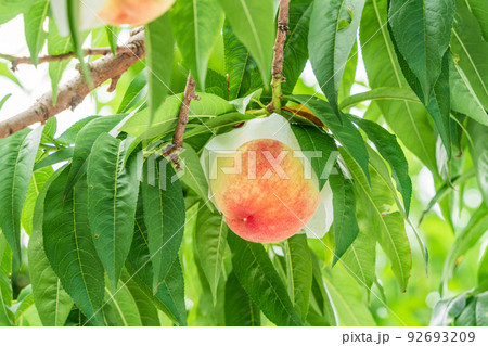 もうすぐ収穫、果樹園の桃　白桃 92693209