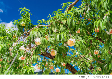 もうすぐ収穫、果樹園の桃 白桃 もうすぐ収穫、果樹園の桃 白桃 92693214