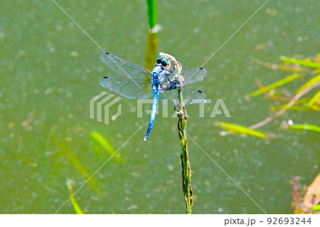 公園で見かけたシオカラトンボ 92693244