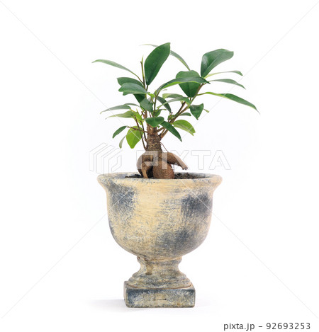 観葉植物、キジムナーが宿るガジュマルの鉢植え【白背景】 観葉植物、キジムナーが宿るガジュマルの鉢植え【白背景】 92693253