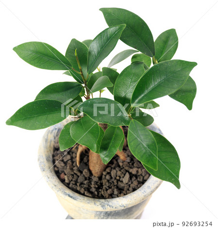 観葉植物、キジムナーが宿るガジュマルの葉【白背景】 92693254