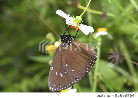 バグ 昆虫 苦悩 92693464