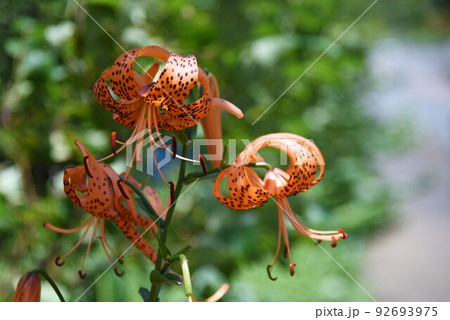 オニユリ 92693975