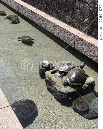 複数の亀の甲羅干し 92694870