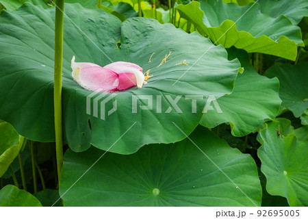 葉の上に舞い落ちた蓮の花びら 葉の上に舞い落ちた蓮の花びら 92695005