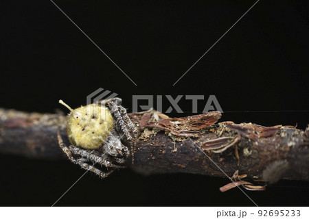 ペスト 害虫 野生動物 92695233