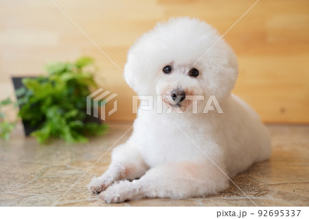 精一杯のポージングをするトイプードル 92695337