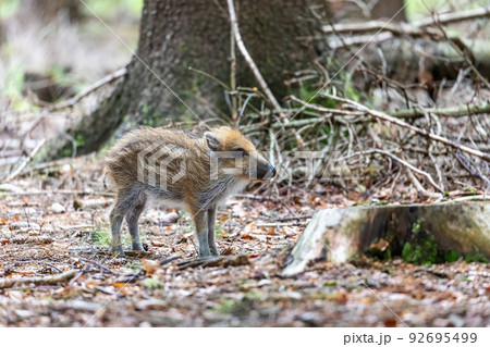 Side view of young wild boar is posing 92695499