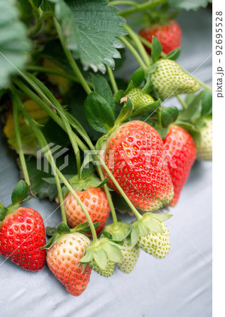 イチゴ いちご 苺 92695528