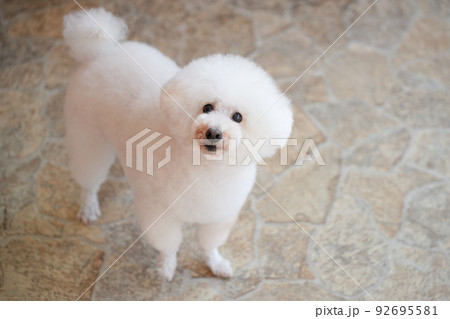 白いトイプードル 白いトイプードル 92695581