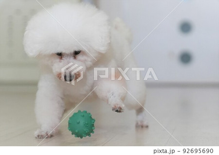 ボール遊びをするトイプードル 92695690