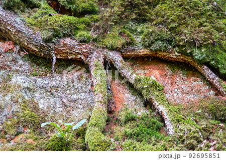 red sandstone wall with green lush moss and tree roots red sandstone wall with green lush moss and tree roots 92695851