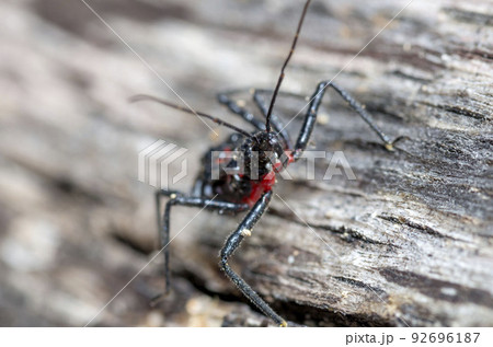 ヨコヅナサシガメ 92696187